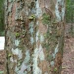 Platymiscium trinitatis 樹皮
