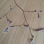 Limonium carolinianum Blomst