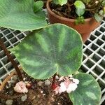 Begonia spp. List