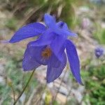 Aquilegia bertolonii Flors