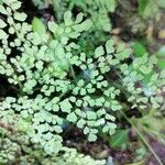 Adiantum raddianum Leaf