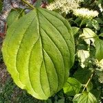 Cornus sanguinea Blatt