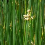 Schoenoplectus lacustris Flor