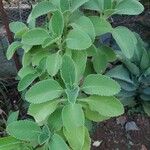 Plectranthus barbatus Leaf