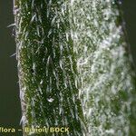 Draba nemorosa Fruit