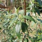 Buddleja globosa पत्ता