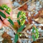 Euphorbia hyssopifolia Frucht