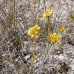 Helichrysum stoechasFlor