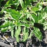 Physalis viscosa Blatt