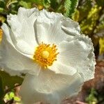 Cistus populifolius Blodyn