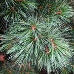 Pinus strobus Leaf