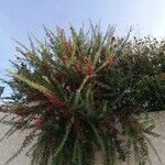 Grevillea rosmarinifolia Листок