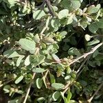 Atriplex portulacoidesList