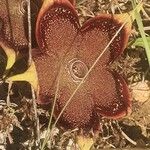 Edithcolea grandis Цвят