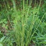 Juncus effususList