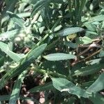 Atriplex patula Leaf