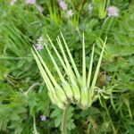 Erodium moschatum Vrucht