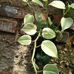 Peperomia scandens Leaf