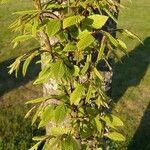 Carpinus betulusLeht