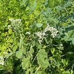 Parthenium integrifolium Çiçek