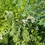 Parthenium integrifoliumBlomst