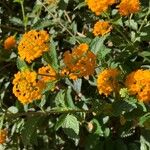 Lantana aculeata Flors