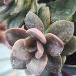 Echeveria gibbifloraΦύλλο