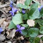 Viola odorata फूल