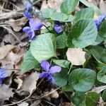 Viola odorata Blüte