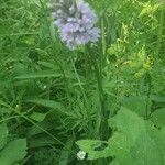 Dactylorhiza fuchsiiFlower