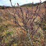 Myrica gale Blüte