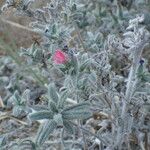 Echium angustifolium 其他