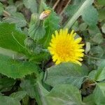 Sonchus oleraceusফুল