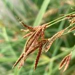 Cyperus longus Blüte