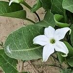 Jaborosa integrifolia फूल