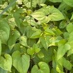 Dioscorea polystachya Hoja