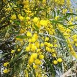 Acacia saligna Fleur