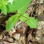 Houstonia purpurea Leaf