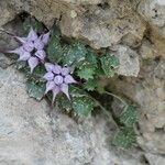 Physoplexis comosa 花