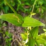 Chelonanthus purpurascens Leaf