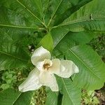 Magnolia tripetala Kvet