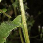 Acourtia microcephala Rinde