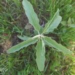Solanum elaeagnifolium Leaf