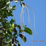 Forsteronia guyanensis Meyve