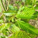 Leea guineensis पत्ता
