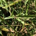 Verbena officinalis ഇല