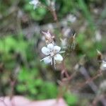 Saxifraga × geum