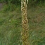 Sporobolus natalensis Floro