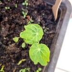 Tropaeolum majus Leaf