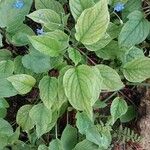 Omphalodes verna برگ